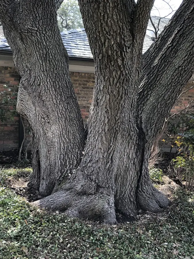 Mature heritage tree close to a Olympia property cared for by certified arborists