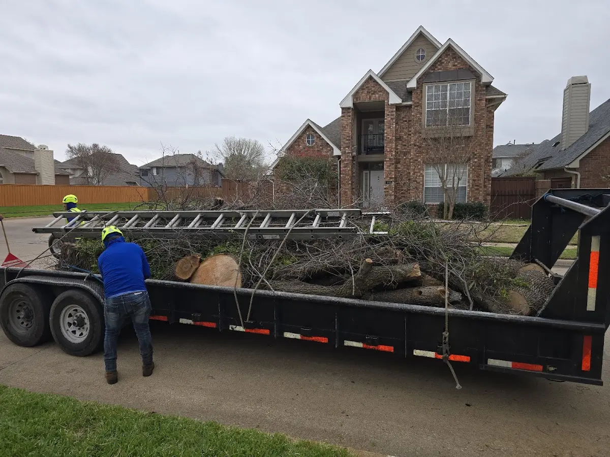 Expert Tree Fertilization with proper safety equipment in Olympia